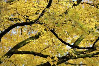 Light yellow maple tree leaves