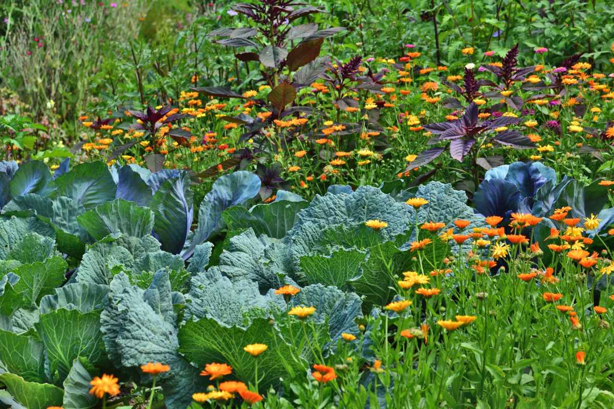 Natural tips for an organic vegetable patch