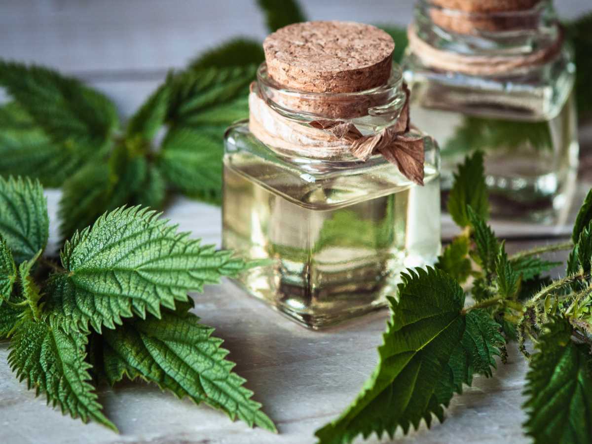 Nettle benefits and uses