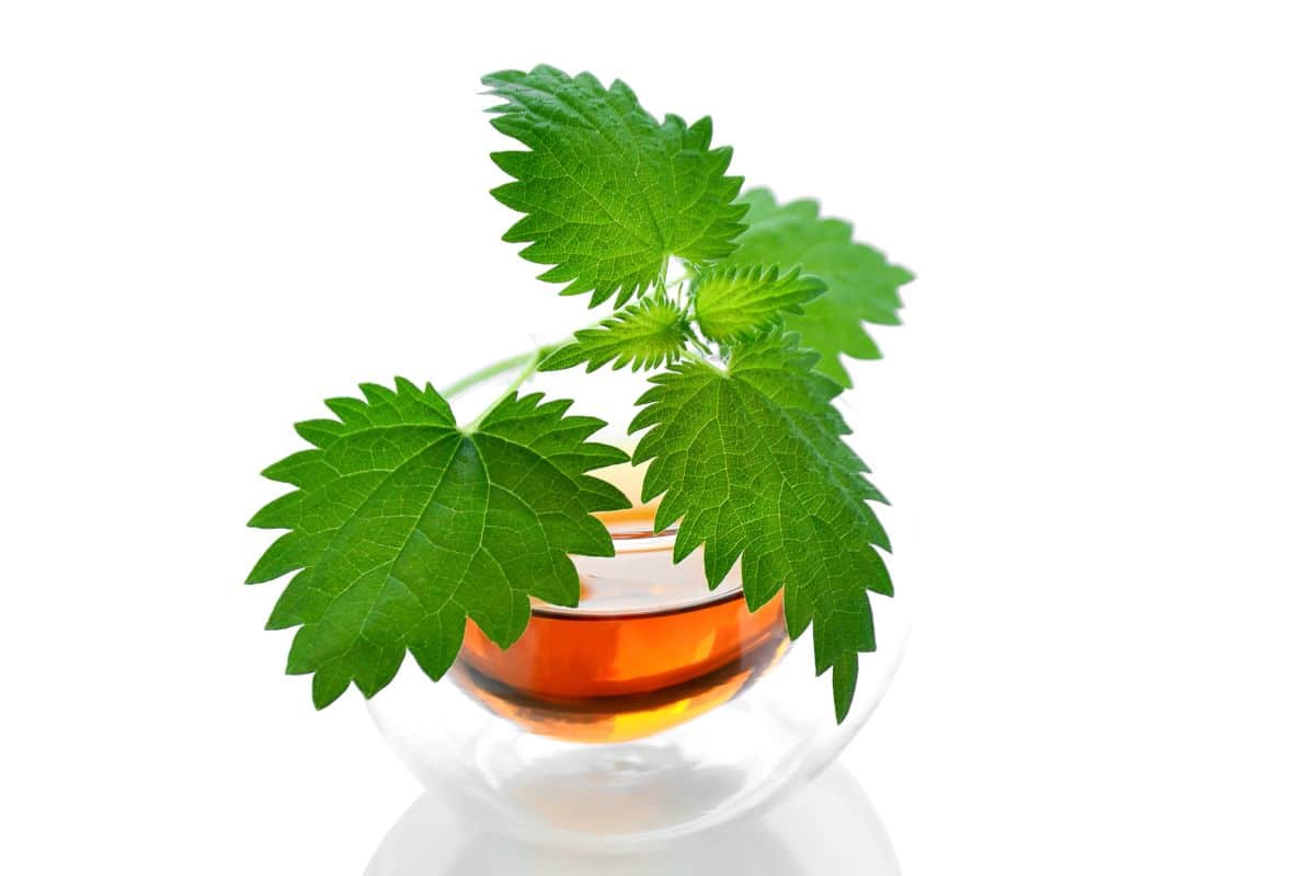 Cup with healthy nettle infusion