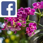 Picture related to Light and orchids overlaid with the Facebook logo.