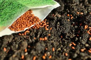 Organic and heirloom seeds
