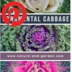 Picture related to Ornamental cabbage overlaid with the Pinterest logo.