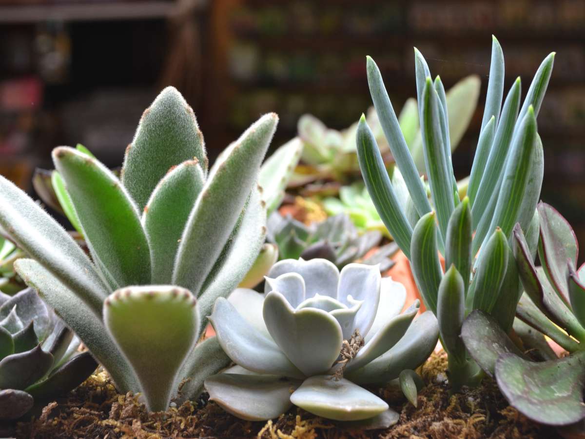 Ornamental succulents