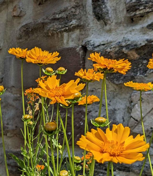 Potted coreopsis plant near a stone wall