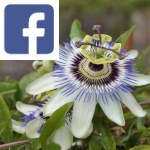 Picture related to Passiflora incarnata overlaid with the Facebook logo.