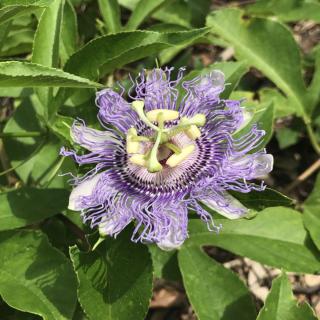 History and origin story of purple passion flower