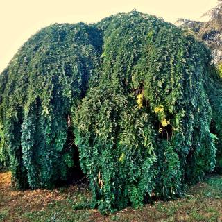 Japanese pagoda tree