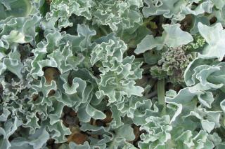 Leaves of perennial sea kale