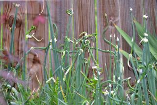 Perennial onion near a fence