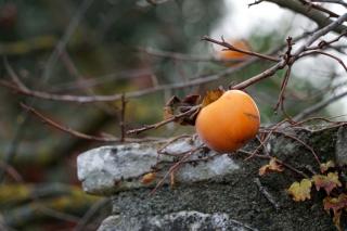 Landscaping with persimmon trees