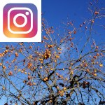 Picture related to Persimmon tree overlaid with the Instagram logo.