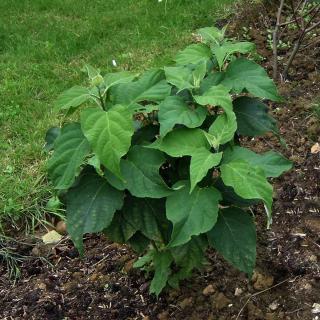 planting Clerodendrum