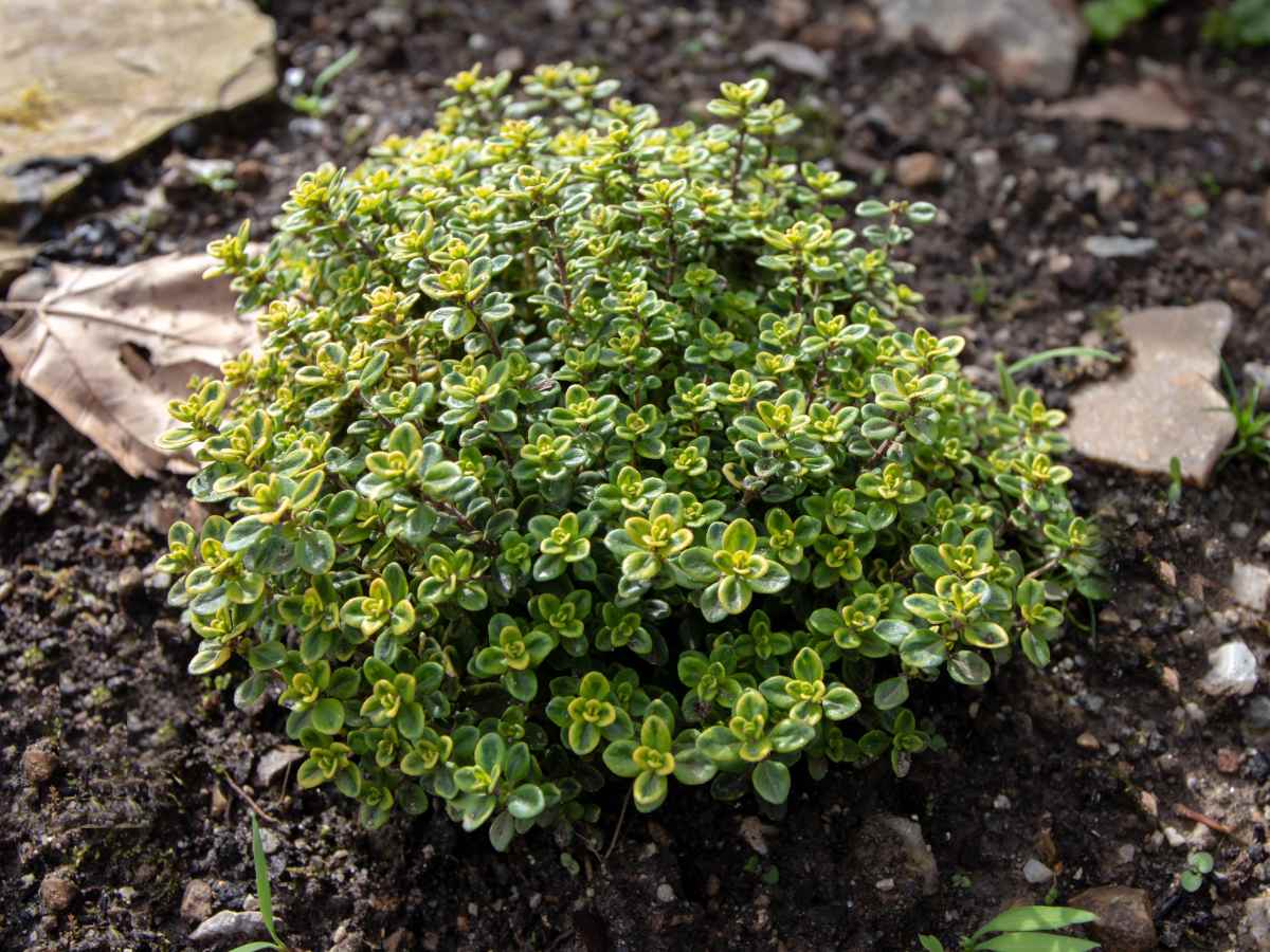 Planting lemon thyme