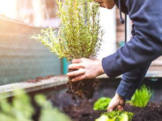 Rosemary planting