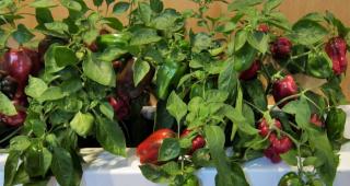 Caring for bell pepper in pots