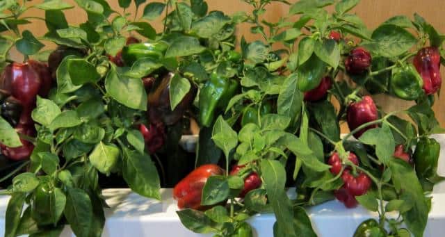 Caring for bell pepper in pots
