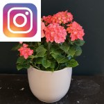 Picture related to Hydrangea overlaid with the Instagram logo.
