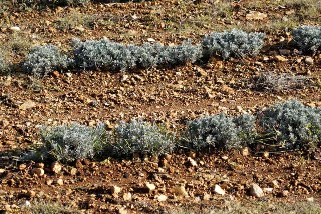 Propagation for lavandin
