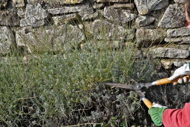 Lavandin pruning tips