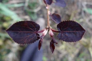 Dark purple caramel tree leaves