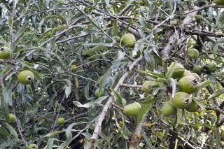 Weeping pear tree, the pendulum variety