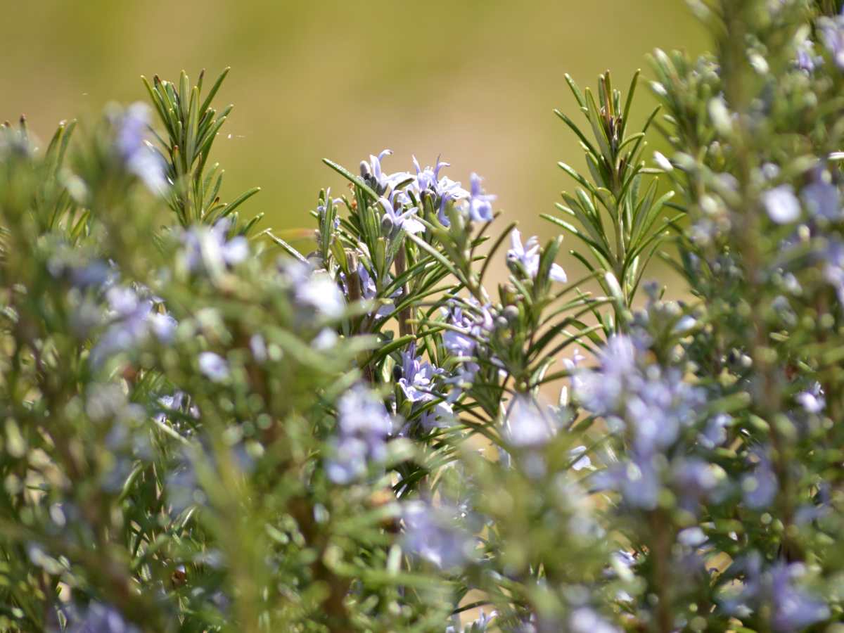 Rosemary