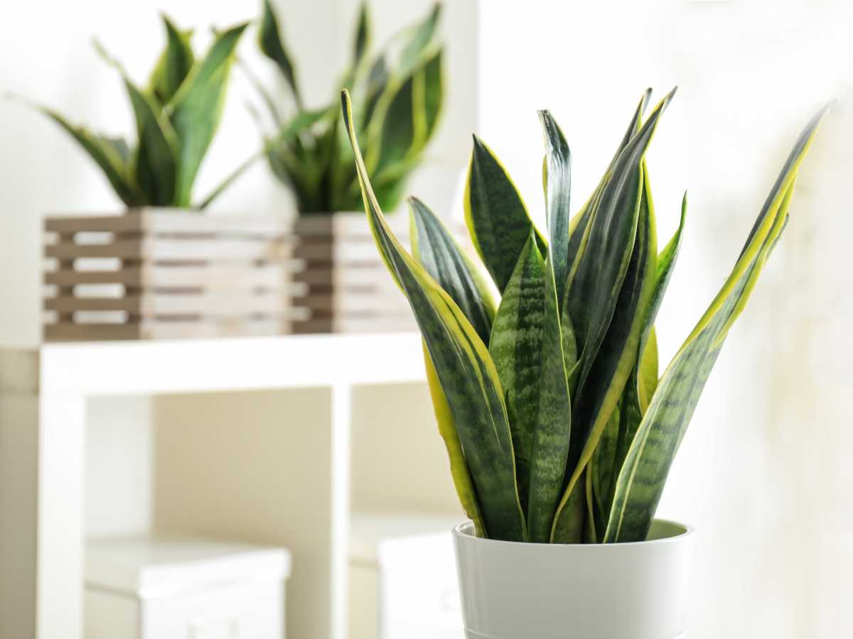 sansevieria