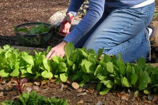 Get the selection of vegetables right