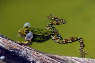 Frog making a sound in a sensory garden