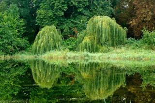 Small weeping trees fronting a pond
