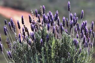 Sensory garden smell idea with lavender