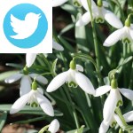 Picture related to Snowdrop overlaid with the Twitter logo.