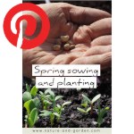 Picture related to Spring vegetable planting and sowing overlaid with the Pinterest logo.