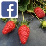 Picture related to Strawberry overlaid with the Facebook logo.