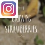 Picture related to Strawberry success stories overlaid with the Instagram logo.