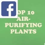 Picture related to Air-cleaning plants overlaid with the Facebook logo.