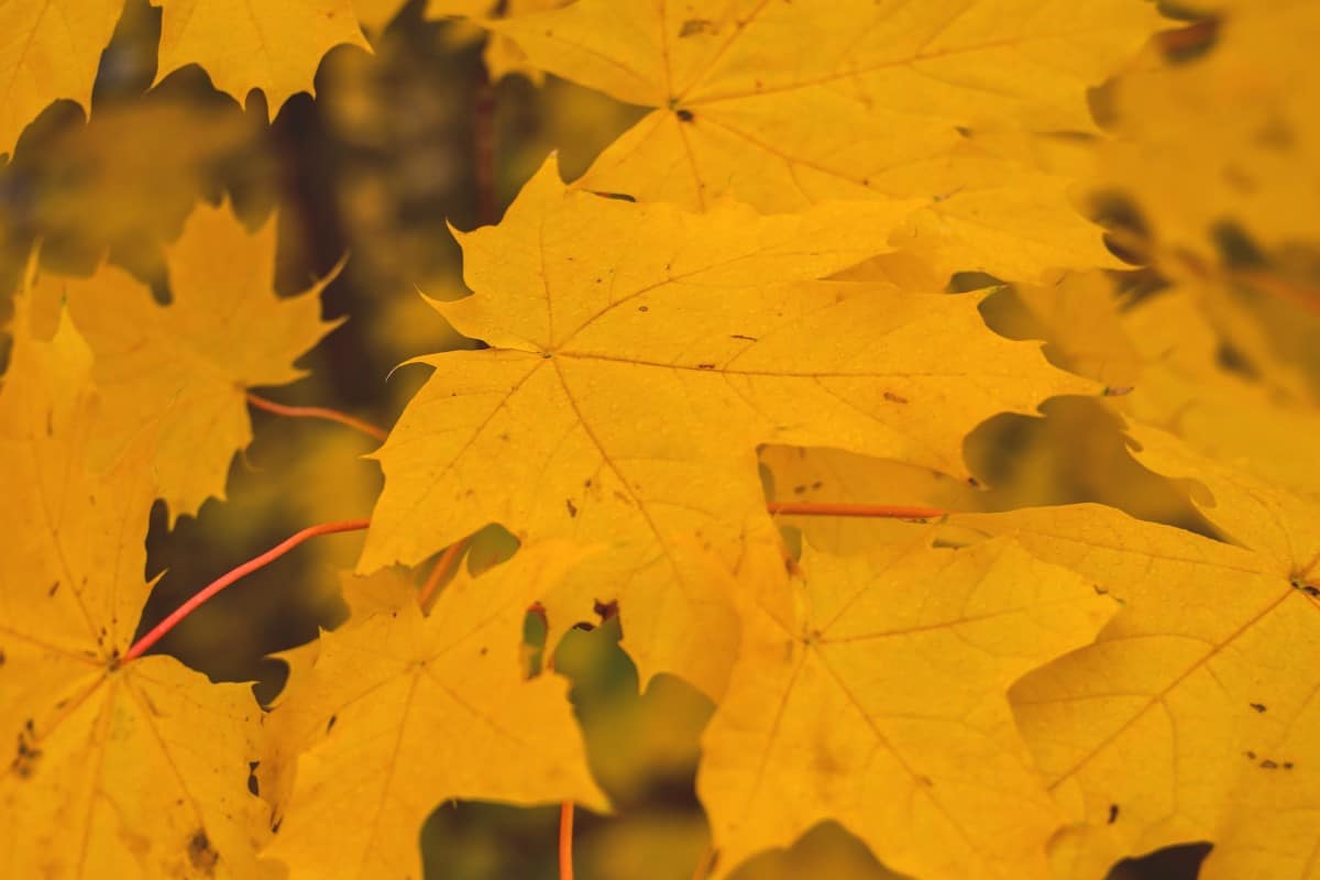 yellow leaves tree