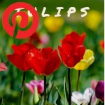 Picture related to Tulip overlaid with the Pinterest logo.