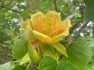 Tulip tree