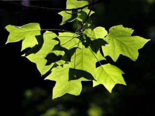 Planting a tulip tree