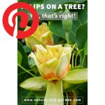 Picture related to Tulip tree overlaid with the Pinterest logo.