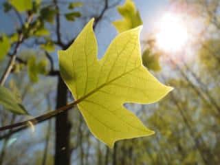 Tulip tree leaf