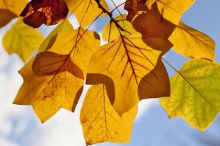 Yellow leaves of the tulip tree