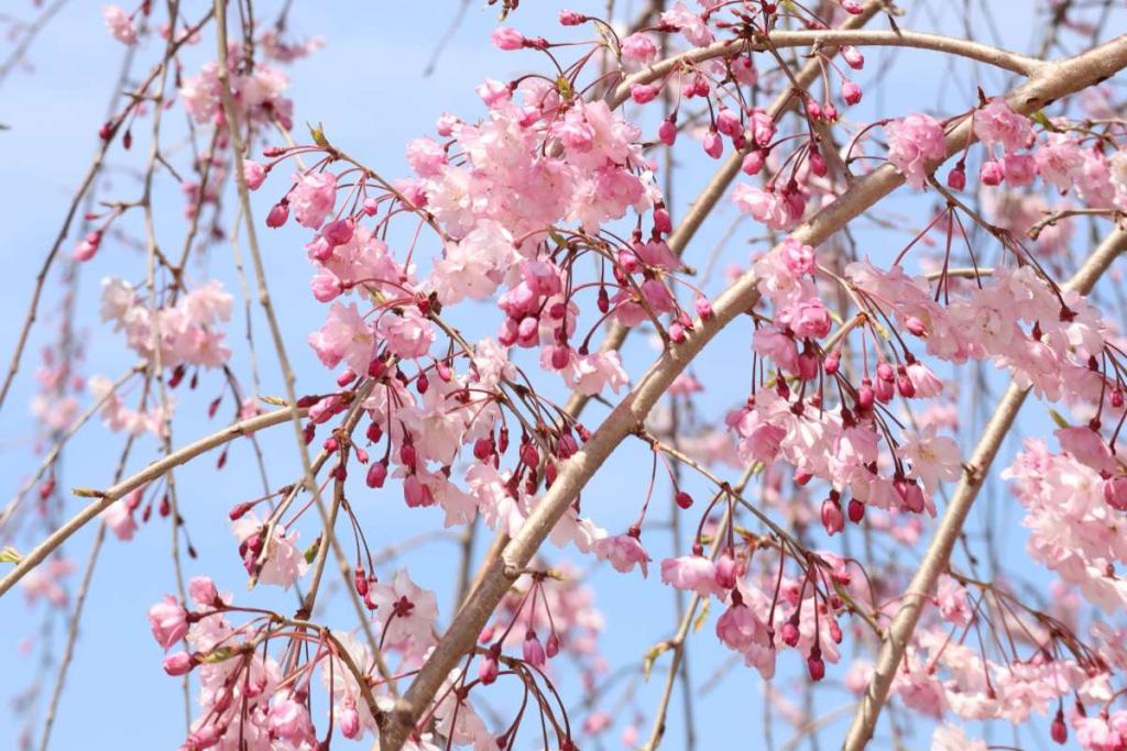 Dwarf ornamental cherry weeping variety