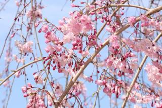 Dwarf ornamental cherry weeping variety