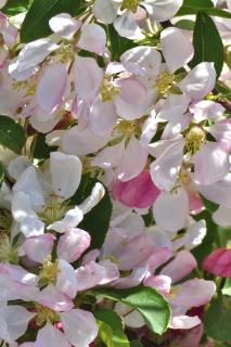 Small weeping apple tree variety