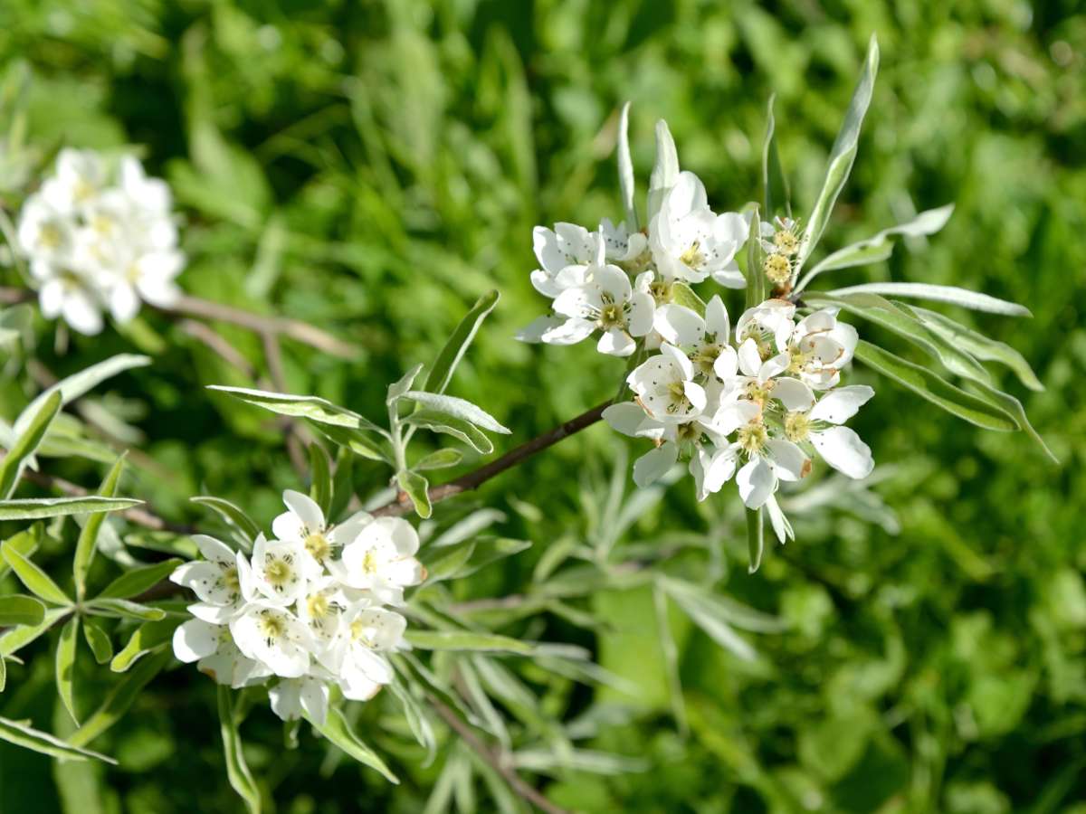 Willow leaf pear