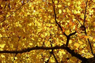 Beech, a tree that's blazing yellow in fall