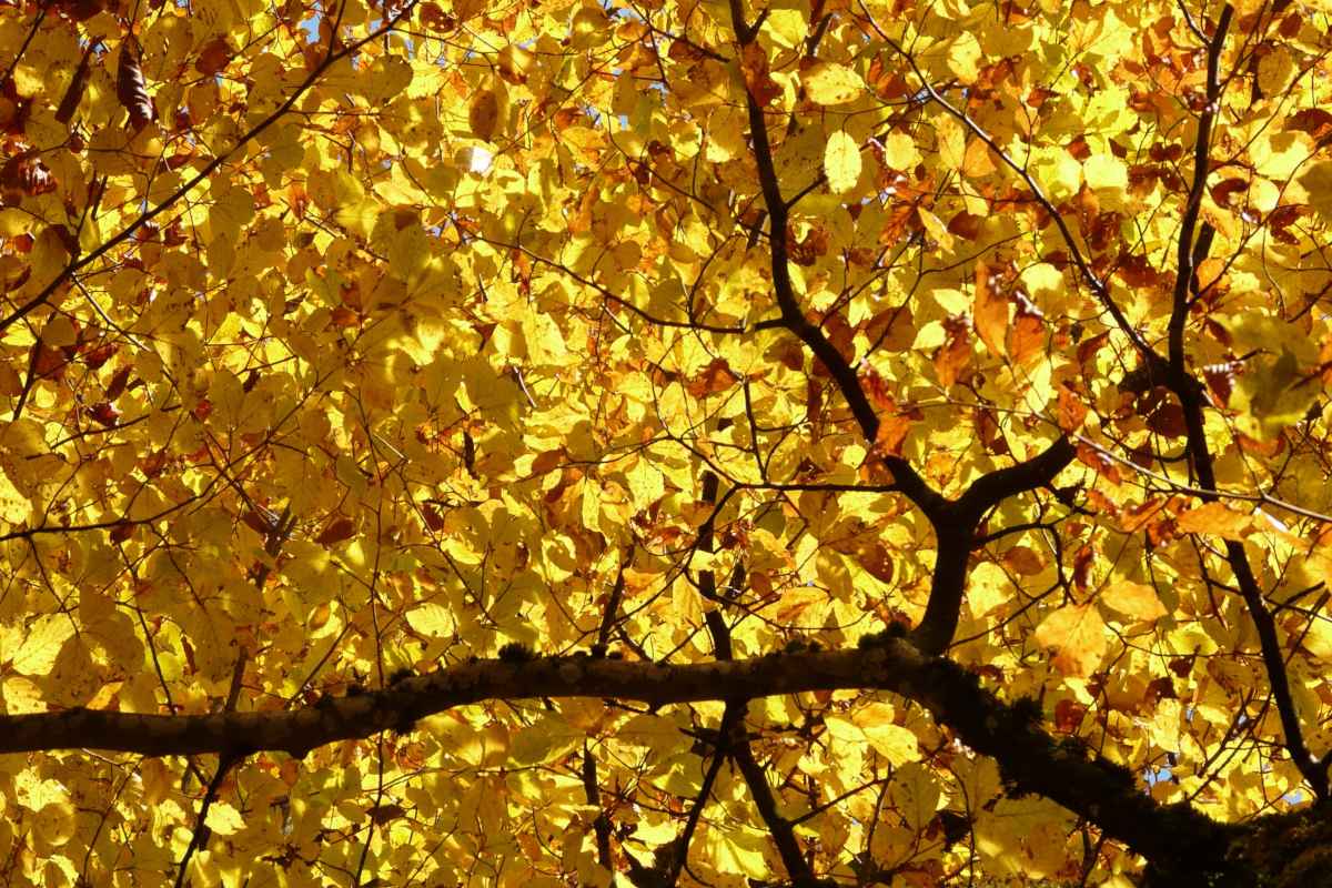 yellow leaves tree